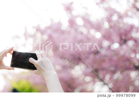スマートフォンで桜を撮影する観光客 99978099