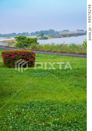 谷中湖　渡良瀬遊水地　中の島からの眺め　早朝の風景　　 99978248