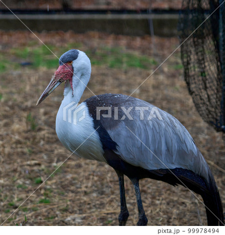 ホオカザリヅル 99978494