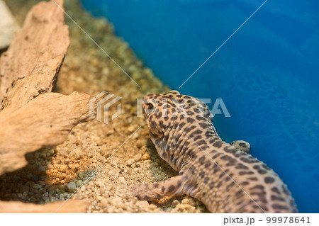 ヒョウモントカゲモドキ 99978641