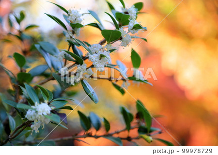 可愛い マルバヒイラギの花 可愛い マルバヒイラギの花 99978729