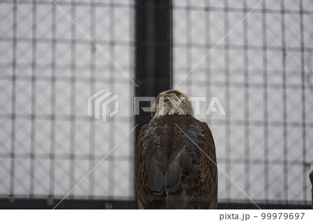 アメリカの国鳥「ハクトウワシ」 アメリカの国鳥「ハクトウワシ」 99979697