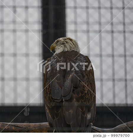 アメリカの国鳥「ハクトウワシ」 アメリカの国鳥「ハクトウワシ」 99979700