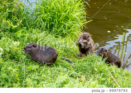 Some funny nutria by the pondの写真素材 [99979793] - PIXTA