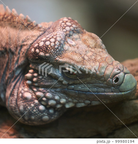 ケイマンイワイグアナ 99980194