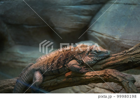 ケイマンイワイグアナ 99980198