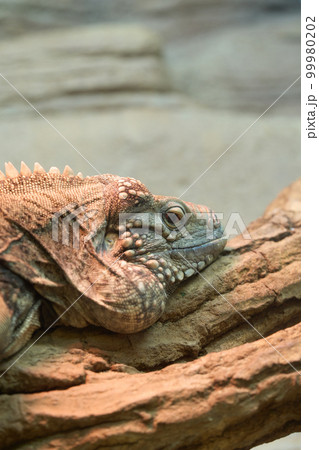 ケイマンイワイグアナ 99980202