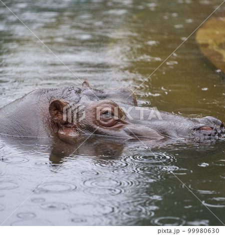 水面から顔を出すカバ 水面から顔を出すカバ 99980630