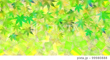 新緑 もみじ 葉 背景 新緑 もみじ 葉 背景 99980888