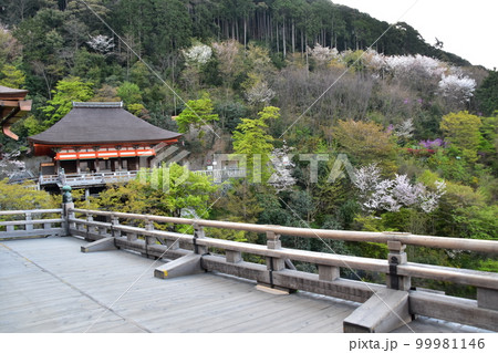 日本の京都　春の清水寺　清水の舞台と呼ばれる本堂からの展望　美しい桜と重要文化財の奥の院 99981146
