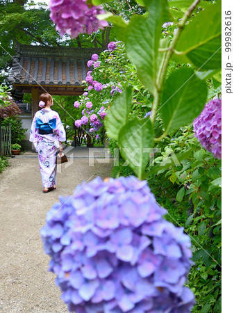 お寺に咲く紫陽花と浴衣姿の女性 お寺に咲く紫陽花と浴衣姿の女性 99982616