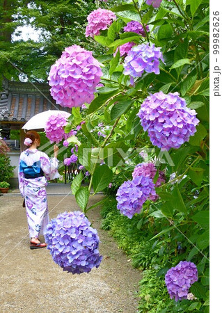 お寺に咲く紫陽花と浴衣姿の女性 99982626