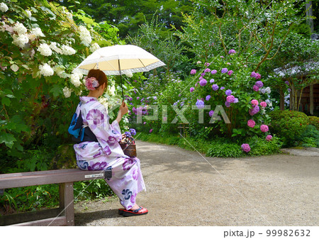 お寺に咲く紫陽花と浴衣姿の女性 お寺に咲く紫陽花と浴衣姿の女性 99982632