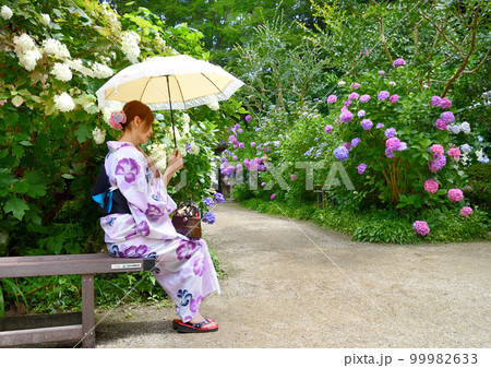 お寺に咲く紫陽花と浴衣姿の女性 お寺に咲く紫陽花と浴衣姿の女性 99982633