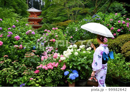 お寺に咲く紫陽花と浴衣姿の女性 99982642