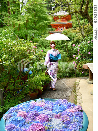 お寺に咲く紫陽花と浴衣姿の女性 99982652
