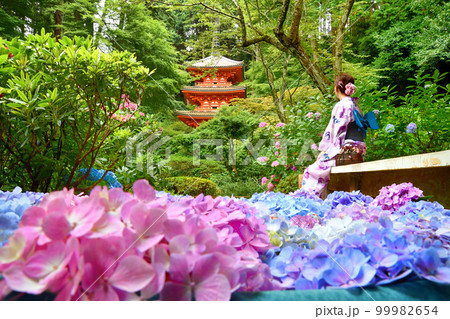 お寺に咲く紫陽花と浴衣姿の女性 99982654