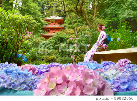 お寺に咲く紫陽花と浴衣姿の女性 お寺に咲く紫陽花と浴衣姿の女性 99982656