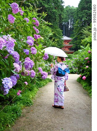 お寺に咲く紫陽花と浴衣姿の女性 お寺に咲く紫陽花と浴衣姿の女性 99982660