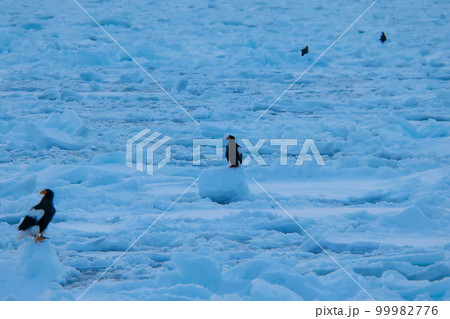 鷲 オオワシ 北海道 オホーツク海 遊覧船 クルーズ船 流氷 鷲 オオワシ 北海道 オホーツク海 遊覧船 クルーズ船 流氷 99982776