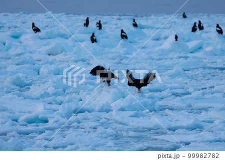 鷲 オオワシ 北海道 オホーツク海 遊覧船 クルーズ船 流氷 鷲 オオワシ 北海道 オホーツク海 遊覧船 クルーズ船 流氷 99982782