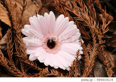 背景に茶色く紅葉した針葉樹のドライリーフをあしらった、ピンク色のガーベラの花。 背景に茶色く紅葉した針葉樹のドライリーフをあしらった、ピンク色のガーベラの花。 99983614