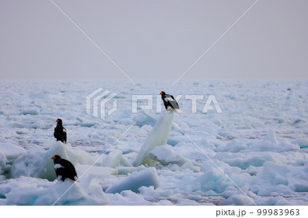 鷲　オオワシ　北海道　オホーツク海　遊覧船　クルーズ船　流氷 99983963