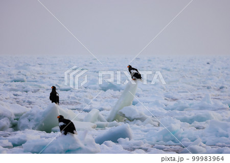 鷲　オオワシ　北海道　オホーツク海　遊覧船　クルーズ船　流氷 99983964