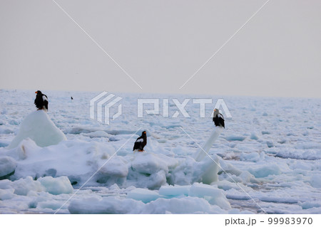 鷲 オオワシ 北海道 オホーツク海 遊覧船 クルーズ船 流氷 鷲 オオワシ 北海道 オホーツク海 遊覧船 クルーズ船 流氷 99983970