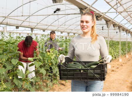 Woman carrying box with gathered cucumbers Woman carrying box with gathered cucumbers 99984190