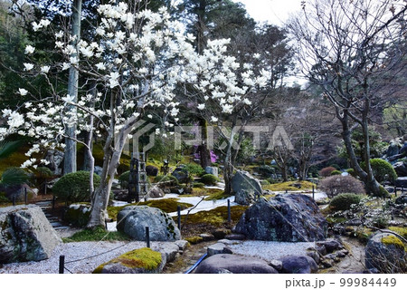 群馬県高崎市 徳明園・三徳記念館庭園散策路とコブシの花 群馬県高崎市 徳明園・三徳記念館庭園散策路とコブシの花 99984449