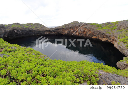 下地島（宮古島）の通り池とテリクサトベラの群生 99984720