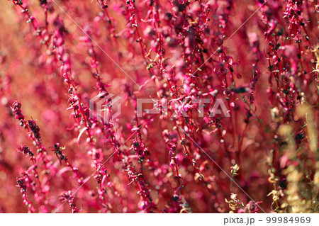 ピンクの紅葉と茶色いドライリーフ化するコキア（ほうき草）の2色の