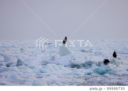 鷲　オオワシ　北海道　オホーツク海　遊覧船　クルーズ船　流氷 99986730