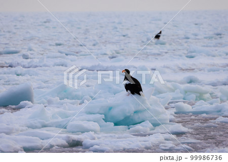 鷲 オオワシ 北海道 オホーツク海 遊覧船 クルーズ船 流氷 鷲 オオワシ 北海道 オホーツク海 遊覧船 クルーズ船 流氷 99986736