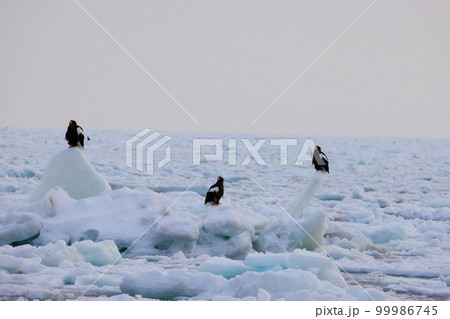 鷲　オオワシ　北海道　オホーツク海　遊覧船　クルーズ船　流氷 99986745