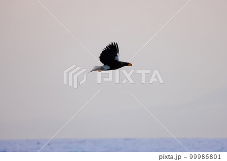 鷲 オオワシ 北海道 オホーツク海 遊覧船 クルーズ船 流氷 鷲 オオワシ 北海道 オホーツク海 遊覧船 クルーズ船 流氷 99986801