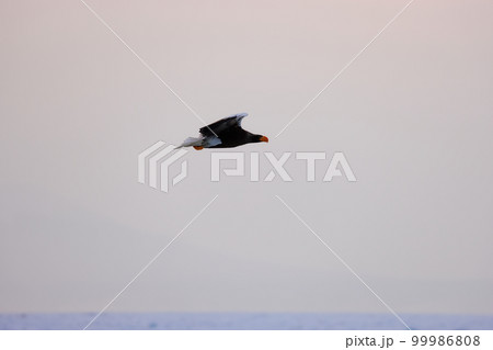 鷲　オオワシ　北海道　オホーツク海　遊覧船　クルーズ船　流氷 99986808