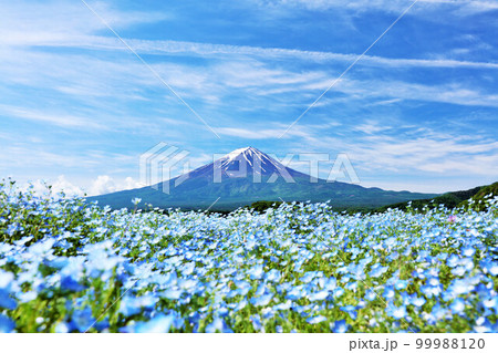 初夏の青空とネモフィラの風景 そして富士山 初夏の青空とネモフィラの風景 そして富士山 99988120