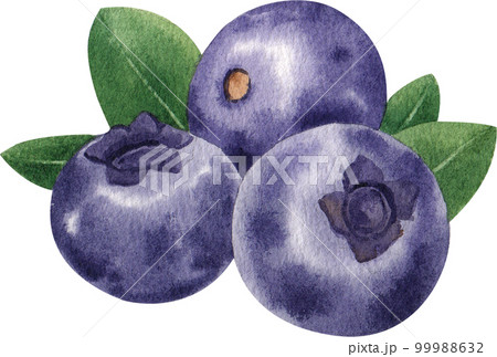 Blueberry watercolor png element 99988632
