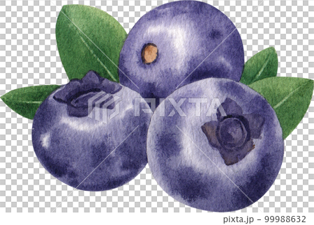 Blueberry watercolor png element Blueberry watercolor png element 99988632