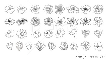 植物のイラストのセット、野の花、野の葉、ボタニカル、 99989746