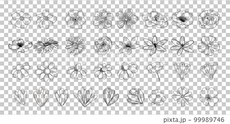 植物のイラストのセット、野の花、野の葉、ボタニカル、 99989746