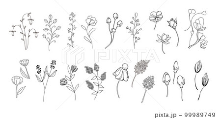 植物のイラストのセット、野の花、野の葉、ボタニカル、 99989749