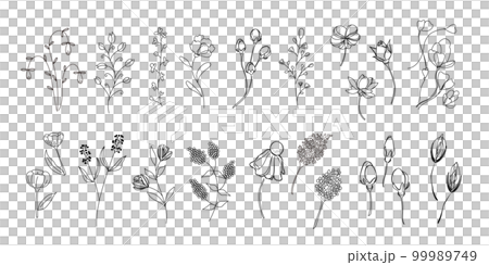 植物のイラストのセット、野の花、野の葉、ボタニカル、 99989749