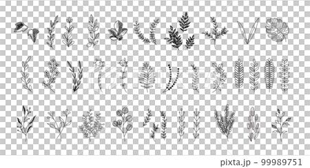 Set of botanical illustrations, wildflowers, wild leaves, botanicals 99989751