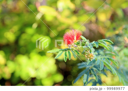 ブラシノキの花 ブラシノキの花 99989977