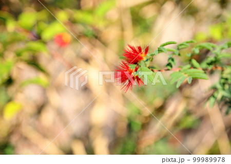 ブラシノキの花 ブラシノキの花 99989978