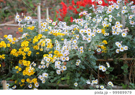 菊の花 菊の花 99989979