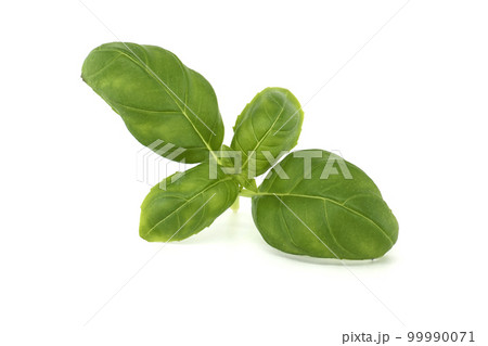 Sprig of basil on a white background 99990071